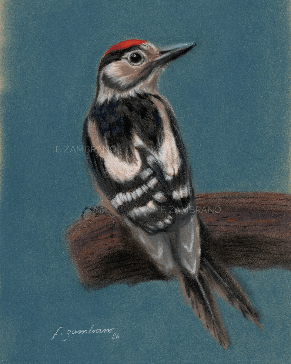 Nordic Woodpecker in Pastel - Pastel - Figurative - 14×21 cm door Flor Zambrano